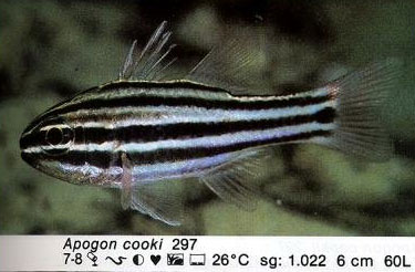 Apogon cooki